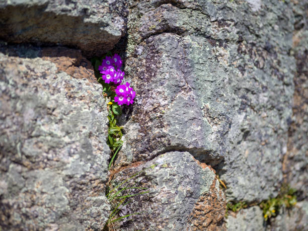 First flowers blooming and fighting way through grey rocks