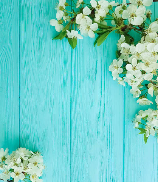 istock cherry blossom branch on a blue wooden background 950892706