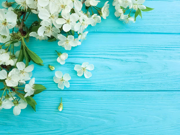 istock cherry blossom branch on a blue wooden background 950895026