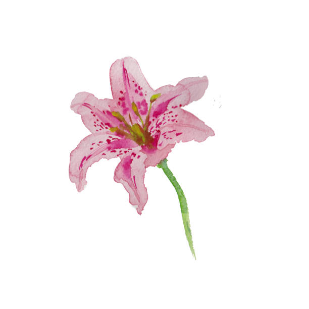 istock Watercolor lily pink color isolated on white hand painted art 950895098