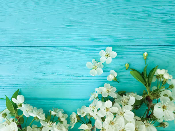 istock cherry blossom branch on a blue wooden background 950895300