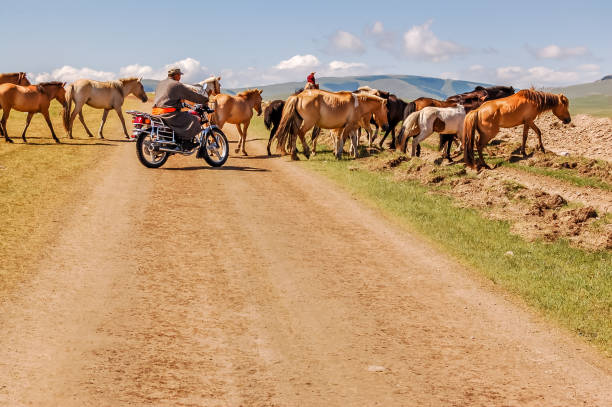 Mongolian men on motorbike & horseback herd horses across dirt track on steppe in Khovsgol province in northern Mongolia