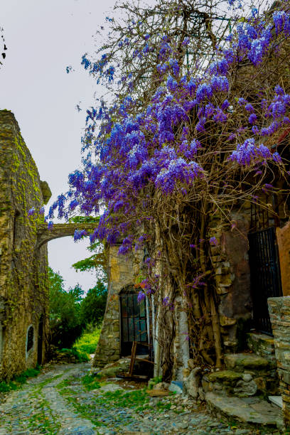 istock Alley with wisteria in Bussana Vecchia (Imperia, Liguria, Italy). 950895498
