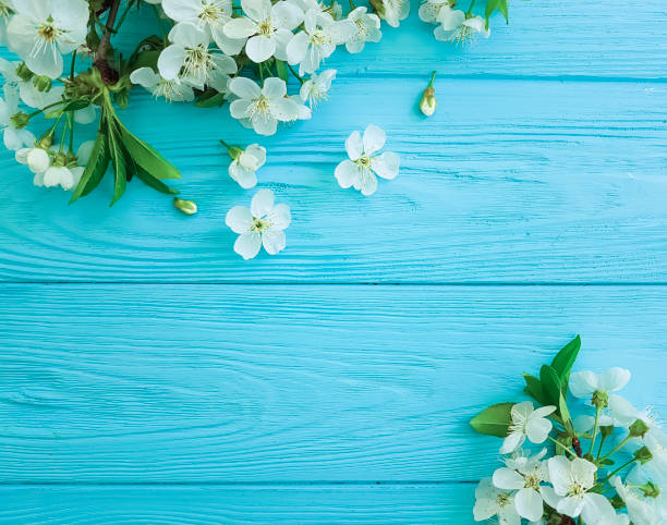 istock cherry blossom branch on a blue wooden background 950895572