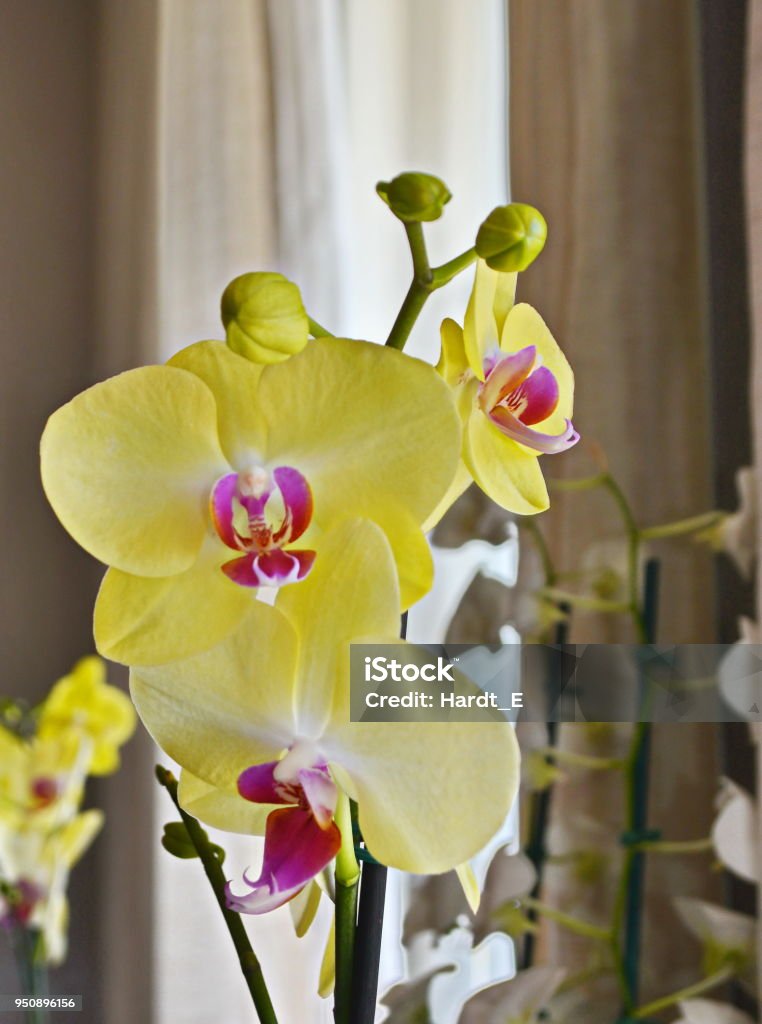 Foto de Linda Orquídea Phalaenopsis Amarela e mais fotos de stock de Amarelo  - Amarelo, Beleza, Botânica - Assunto - iStock