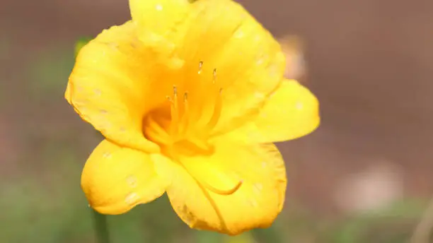 A vibrant yellow flower.