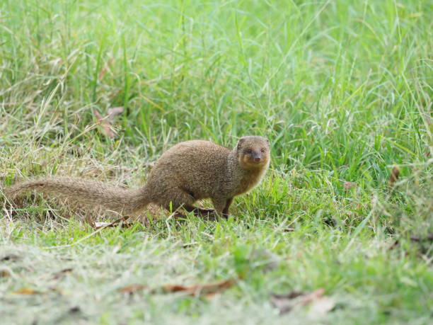 mamíferos la india pequeña mangosta (herpestes edwardsi) es la más común especie de mangosta. este pequeño mamífero carnívoro es entre 23 y 65 cm de largo y su color es en tonos de gris o marrón. tiene un hocico puntiagudo, una larga cola y patas cortas. - mangosta fotografías e imágenes de stock