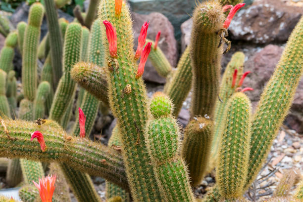istock cactus bloom of Ecuador 950899772