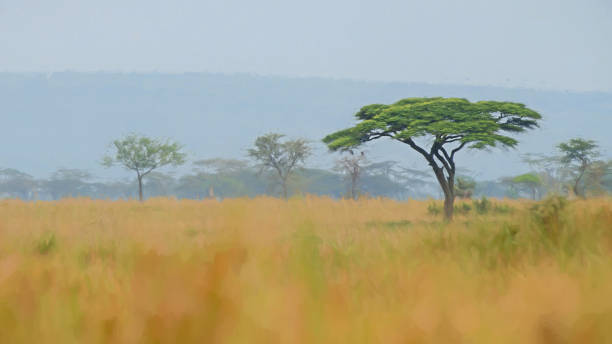 Dreaming of Acacia Trees stock photo