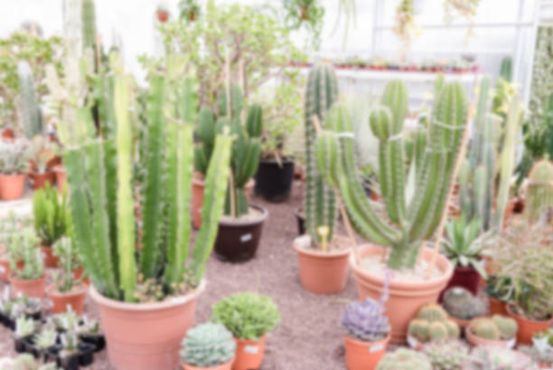 istock Defocused background of succulent plants inside a greenhouse 950899854