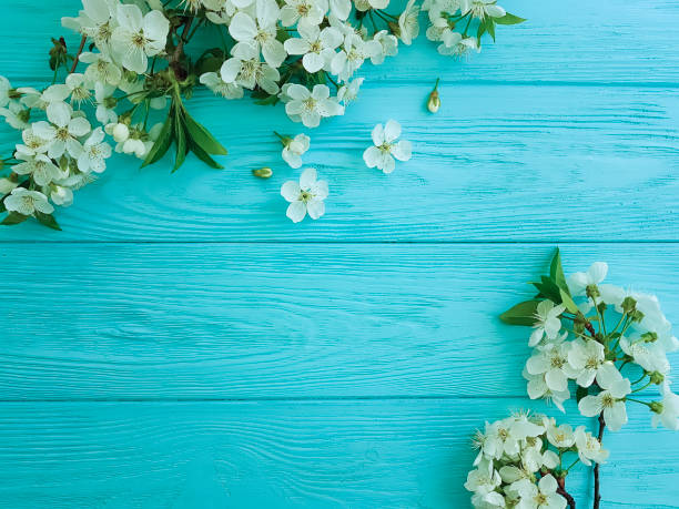 istock cherry blossom branch on a blue wooden background 950900096