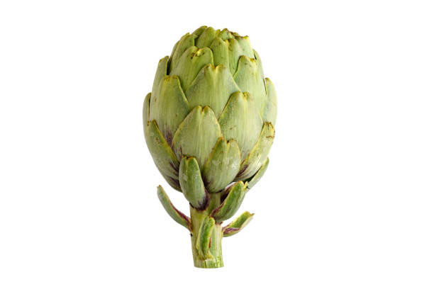 artichoke isolated on white background stock photo