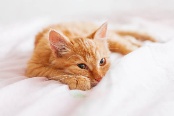 Cute Ginger Cat Lying In Bed Fluffy Pet Is Gazing Curiously Stray