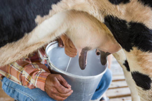 istock man hand milking a cow by hand 950900730