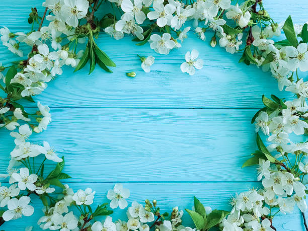 istock cherry blossom branch on a blue wooden background 950900768