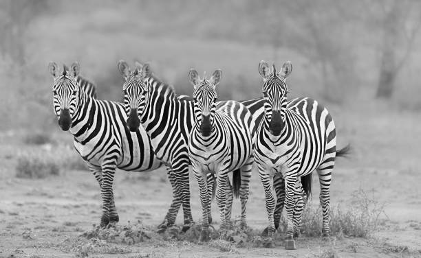 Zebra Companions stock photo