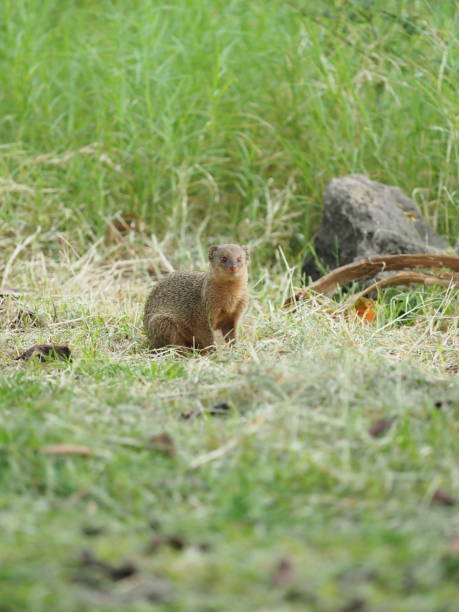 The Mongoose. Native to Southeast Asia, Java mongoose was introduced in the Lesser Antilles around 1870 to control the rat and snake population in sugar cane fields. mamíferos la india pequeña mangosta (herpestes edwardsi) es la más común especie de mangosta. este pequeño mamífero carnívoro es entre 23 y 65 cm de largo y su color es en tonos de gris o marrón. tiene un hocico puntiagudo, una larga cola y patas cortas.