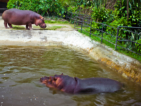 Photograph of two Hippos