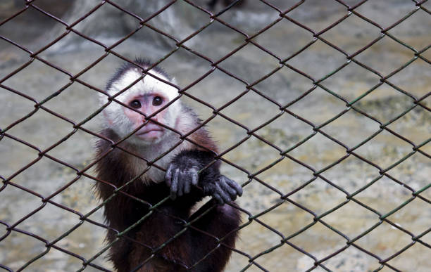 istock Look of the White-faced Monkey behind bars 950901210