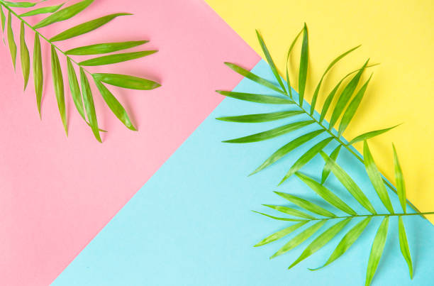 istock Palm leaves flat lay Summer holidays background 950903610