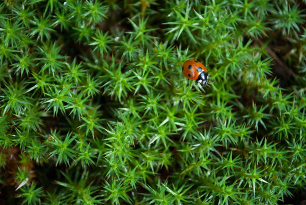 istock The Star-shaped Green Moss with a ladybug on it 950903838