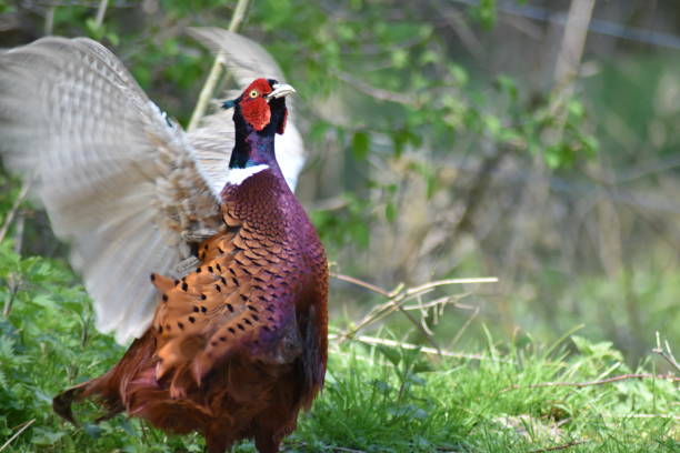 istock Male pheasant spreads its wings 950904336