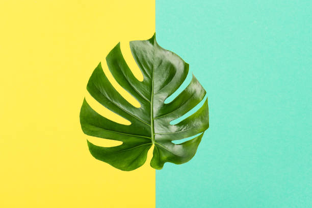 istock Green leaf monstera Minimal summer background flat lay 950908322
