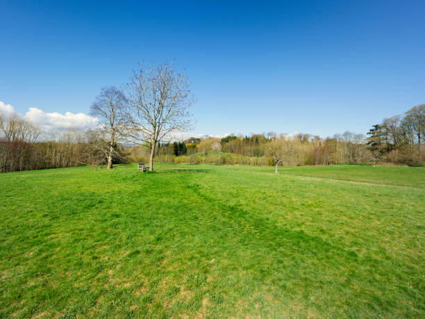 istock Spring forest park,Northern Ireland 950908688