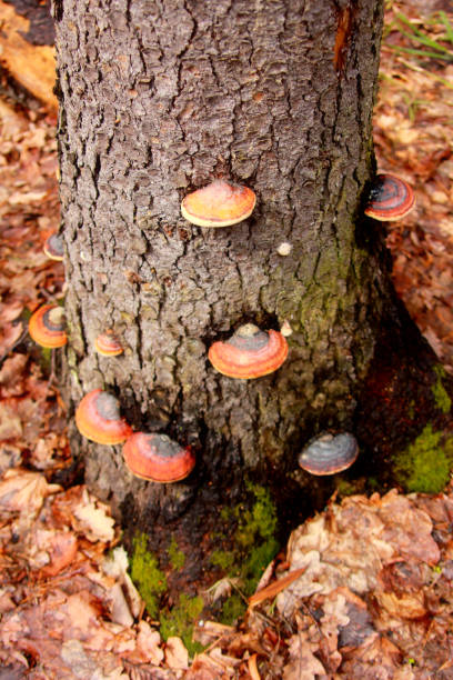 funghi sul tronco d'albero - fungus moss log magic mushroom foto e immagini stock