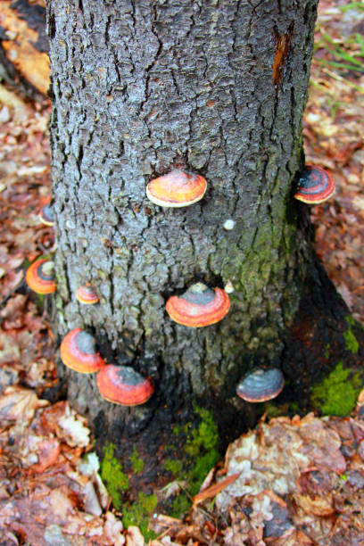 funghi sul tronco d'albero - fungus moss log magic mushroom foto e immagini stock