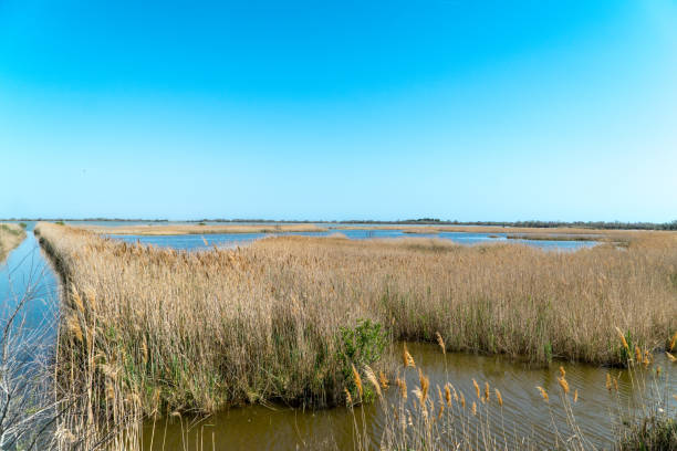 istock panorama of the camargue marshes 950909332