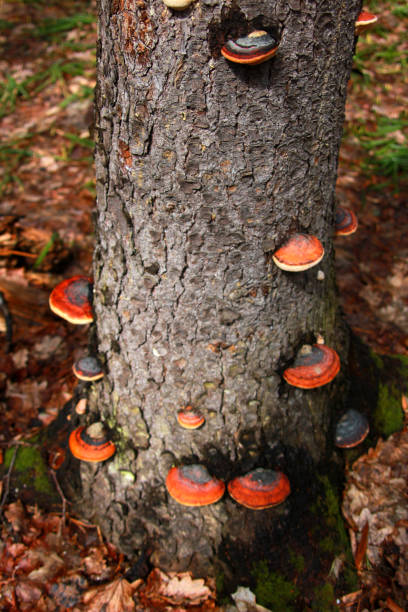 funghi sul tronco d'albero - fungus moss log magic mushroom foto e immagini stock