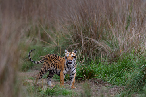 Majestic tiger cub shot in the late evening in Jim Corbett national park