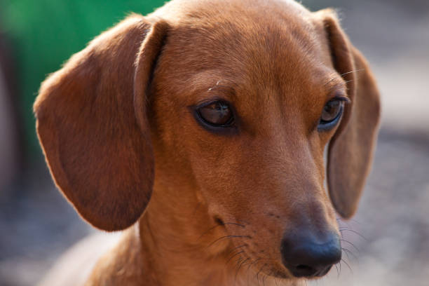 istock Dachshund Dog Piebald color 950909734