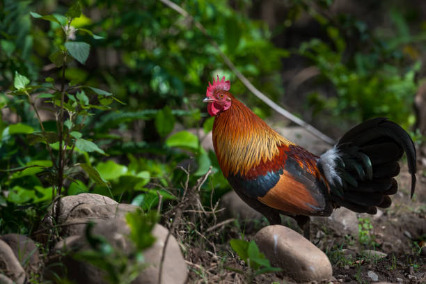 Red jungle fowl Colorful rooster shot in Jim Corbett national park gallus gallus stock pictures, royalty-free photos & images