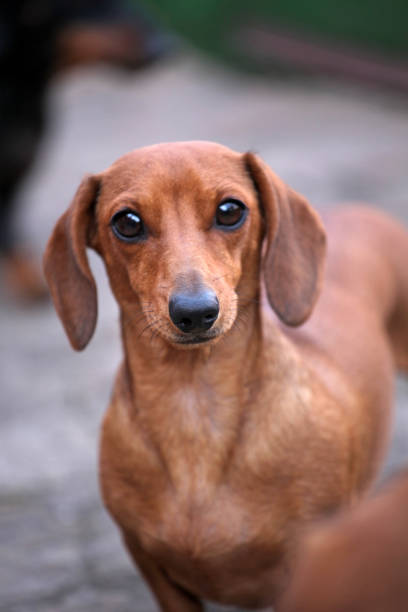 istock Dachshund Dog Piebald color 950910080