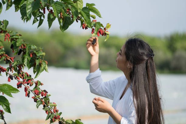 Young woman picking black mulberry