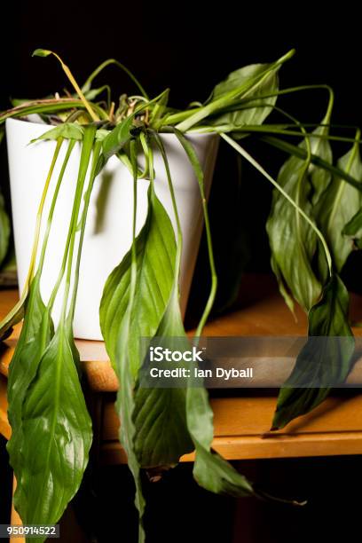 Closeup Of Dying Dehydrated Peace Lilly House Plant In Pot Stock Photo - Download Image Now