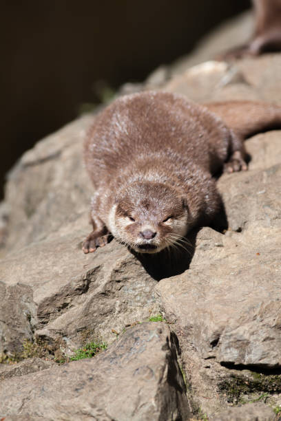 istock Riverside otter drying in the sun. 950914524