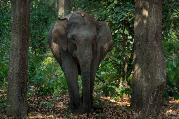 istock Wild Elephant in Jim Corbett national park 950914754