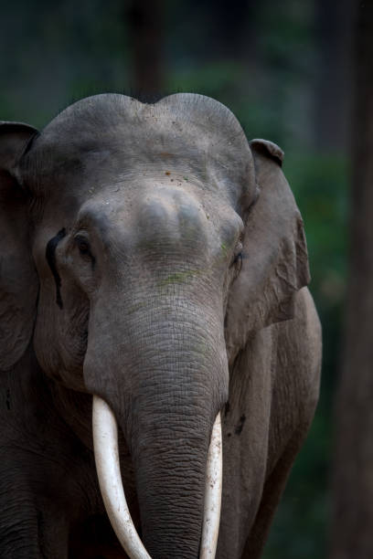 istock Wild Elephant in Jim Corbett national park 950914786