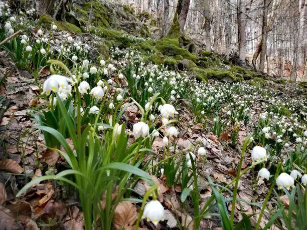 many flowering spring snowflakes (Leucojum vernum) at the Hoher Meissner mountain range near Kassel, North Hesse, Germany