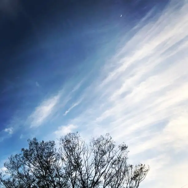 Photo of tree, sky and moon