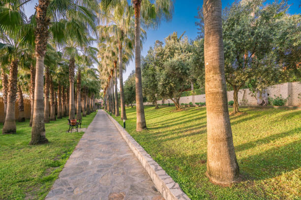 istock The walk way in a beautiful summer park. 950918804