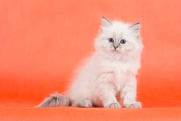 istock Portrait of Siberian kitten 950919520