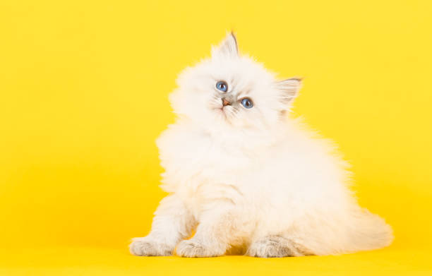 istock Portrait of Siberian kitten 950919538