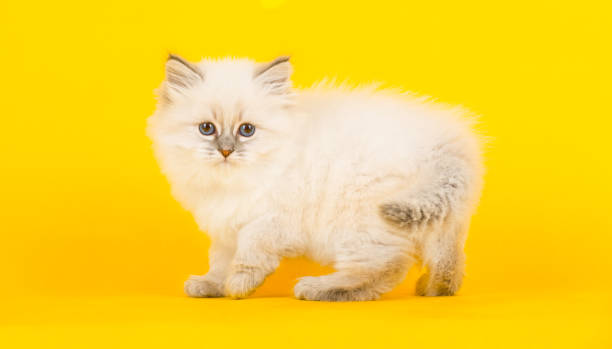 istock Portrait of Siberian kitten 950919562