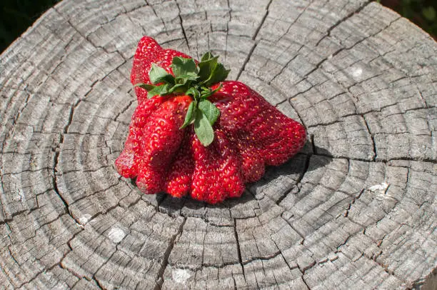 Photo of A big red strawberry with strange shape