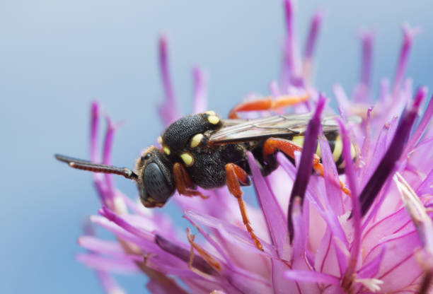 istock Blunthorn nomad, Nomada flavopicta on knapweed, macro photo 950922874