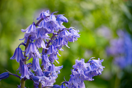 Bluebells in flower in an English country garden, North Yorkshire, England, United Kingdom